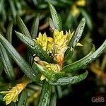 Genista linifolia പുഷ്പം