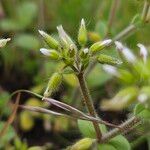 Cerastium glomeratum Fleur