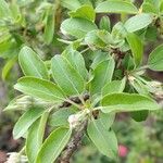 Malus toringo Blatt