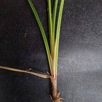 Cyperus laxus Kabuk