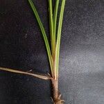 Cyperus laxus Lubje