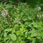 Teucrium canadenseFiore