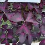 Oxalis triangularis A. St.-Hil. Лист