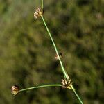 Juncus gerardi 花
