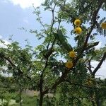 Vachellia farnesiana Flower