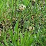 Plantago argentea Leaf