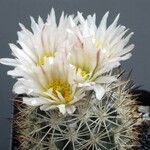 Sclerocactus