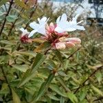 Abelia chinensis برگ