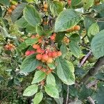 Malus prunifolia Fruit