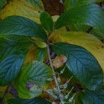 Clethra alnifolia Blad