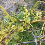 Cuscuta exaltata Habit