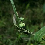 Dalechampia brevicolumna Плід