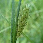 Carex hirta Плод