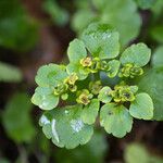Chrysosplenium alternifolium Fleur