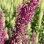 Teucrium hircanicum Habit