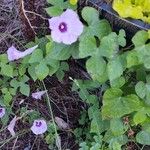 Ipomoea cordatotriloba Habitus