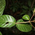 Ferdinandusa panamensis Flor