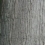 Quercus falcata Bark