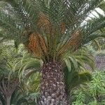 Phoenix canariensis Žievė