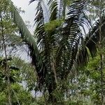 Oenocarpus bataua Leaf