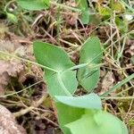 Lathyrus aphaca 葉