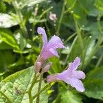 Cardamine pentaphyllos Květ