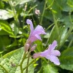 Cardamine pentaphyllos 花