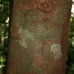 Protium aracouchini Кора