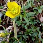 Ranunculus pygmaeus Floare