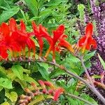 Crocosmia × crocosmiifloraKwiat