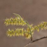 Combretum molle Flower