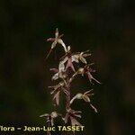 Neottia cordata Floare