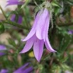 Campanula sibirica Kwiat