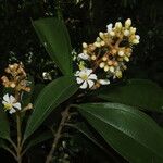 Miconia conorufescens List