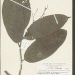 Beilschmiedia myrciifolia その他の提案