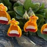 Calceolaria uniflora Costuma