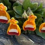 Calceolaria uniflora Характер