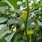 Capsicum frutescens Fruto