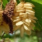 Ostrya japonica Bloem