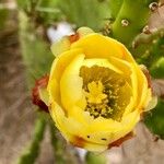 Opuntia maxima Blüte