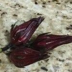 Hibiscus sabdariffa Fruit