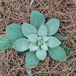 Verbascum boerhavii Blatt