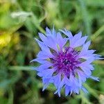 Centaurea cyanifolia