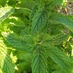 Mentha spicataBlatt