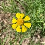 Helenium amarum Kvet