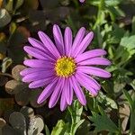 Brachyscome iberidifolia Flower