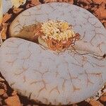 Lithops gracilidelineata Folha