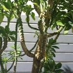 Euphorbia neriifolia Corteza