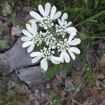 Orlaya grandiflora Flower