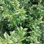 Sarcococca hookeriana Leaf